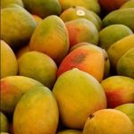 Индийские круглые манго