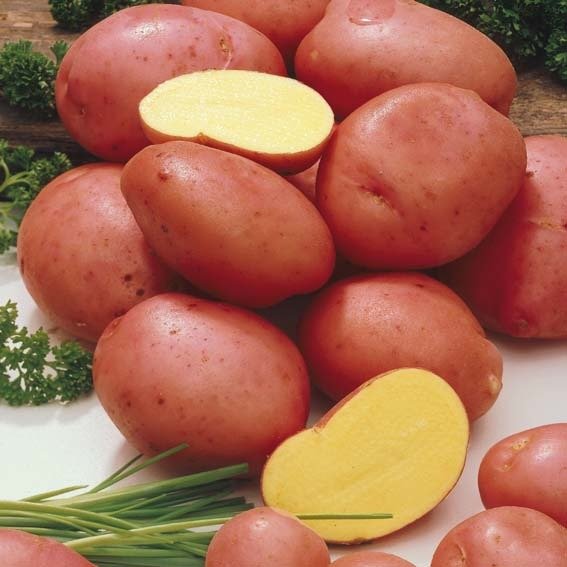 картофель Алёна