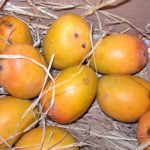 Маленькие оранжево-желтые манго