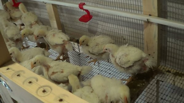 Организация кормления подросших цыплят