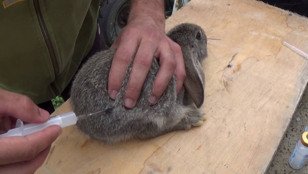 Вакцинировать кроликов необходимо раз в полгода