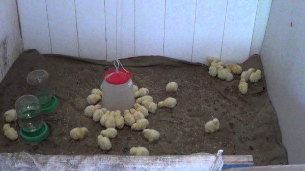 Кормление цыплят бройлеров, вылупившихся в инкубаторе