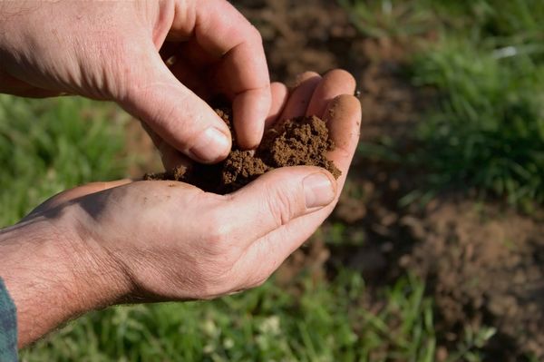 Определение состава почвы можно провести руками