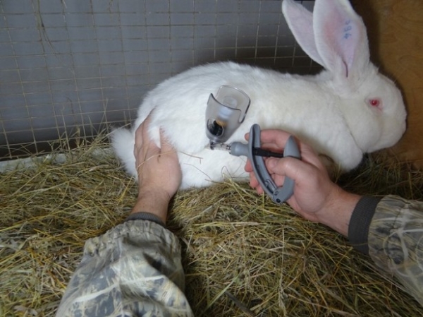 Сделать прививку кролику самостоятельно несложно