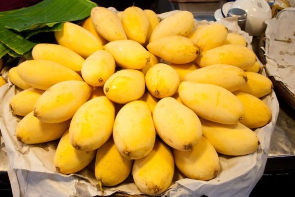 Оранжевый классический сорт манго Вьетнама