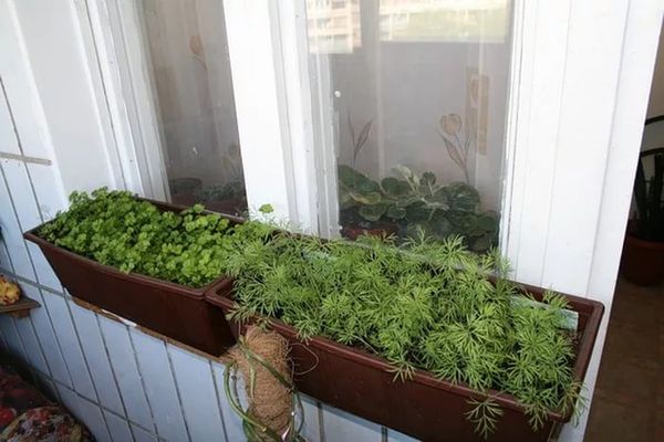 При выращивании на балконе высокая температура может привести к пожелтению укропа