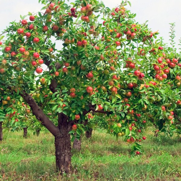 Сформировать качественную крону яблони можно за несколько лет