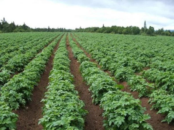 Посадки картофеля сорта Любава