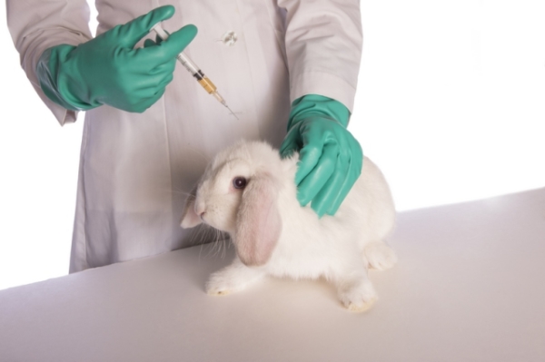 Соблюдайте правила вакцинации кроликов