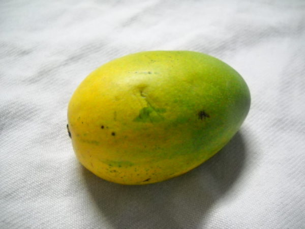 Жёлто-зелёный маленький сорт манго Carrie