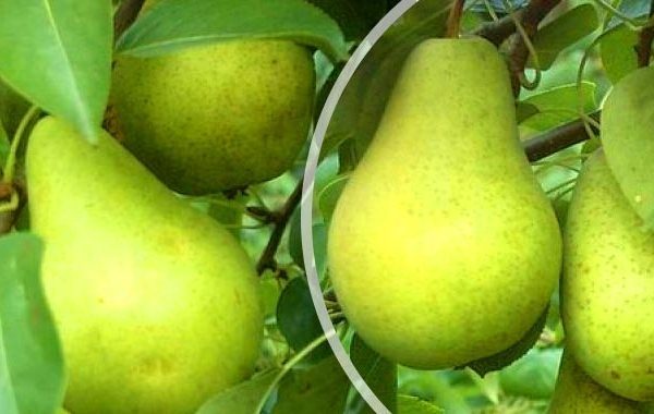 Плоды сорта Первомайская могут сохранятся до 8 месяцев