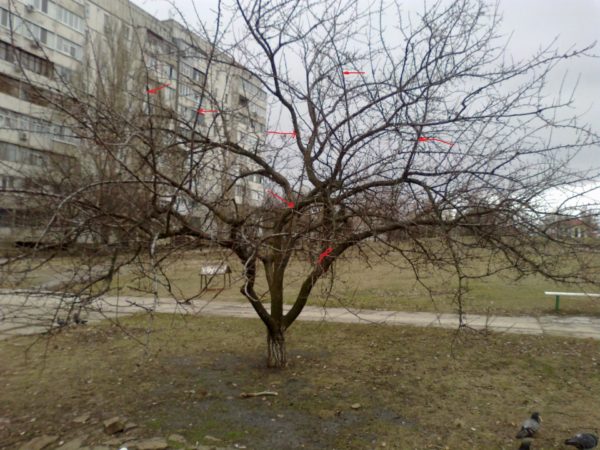 Дерево абрикоса зимой, авторский снимок