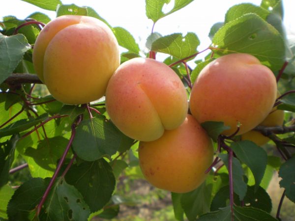 Сорт абрикоса Мелитопольский ранний