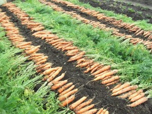 Посадка моркови на Урале: сроки. Морковь: выращивание на Урале