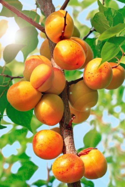 Плоды абрикоса Голд