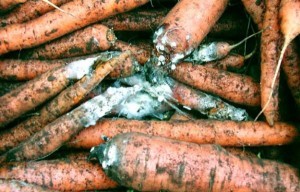 борьба с вредителями моркови
