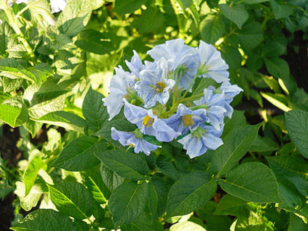 Цветение картофеля Голубизна