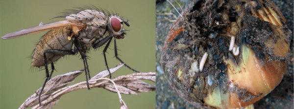 Луковая муха и её личинки