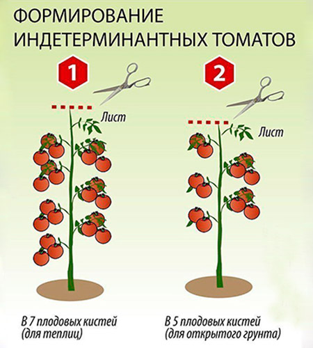 Схема формирования куста томата
