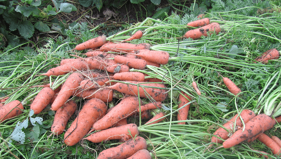 Урожай моркови в северо-западных регионах России
