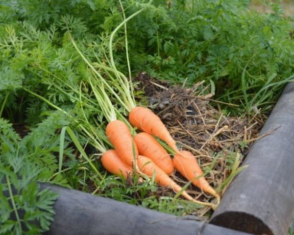 Урожай моркови из-под мульчи