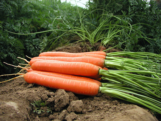 Морковь Ниагара