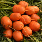 Морковь сорт Каротель парижская