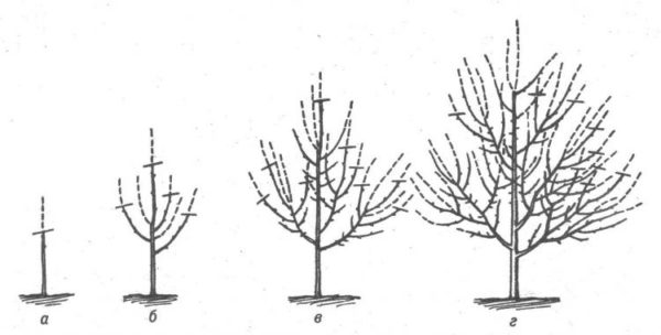 Схема формирования дерева