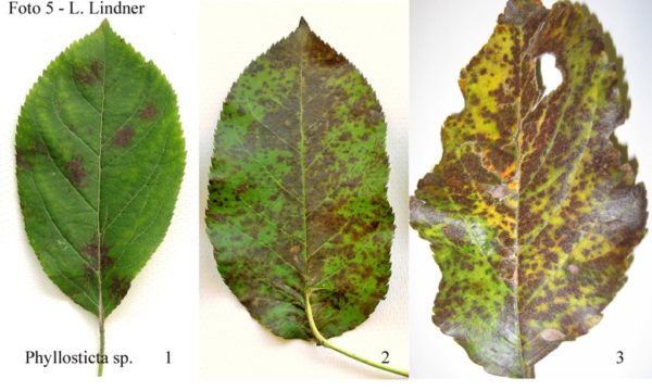 Листья растений, поражённые филлостиктозом