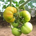 Незрелые плоды томата Президент 2