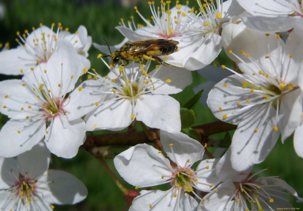 Пчела опыляет цветки