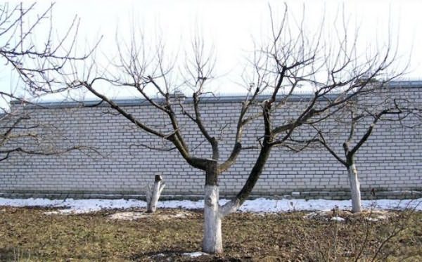Дерево с чашевидной кроной