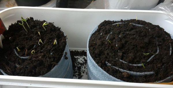 Выращивание рассады капусты в улитке