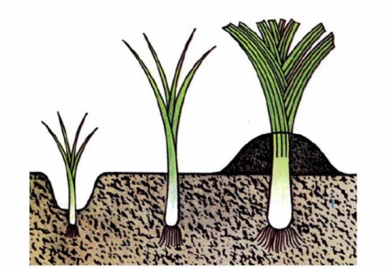 Схема посадки и выращивания лука-порея