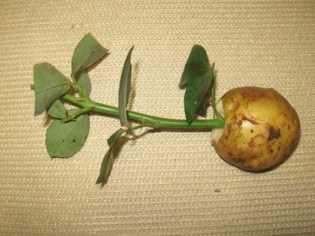 роза в картошку