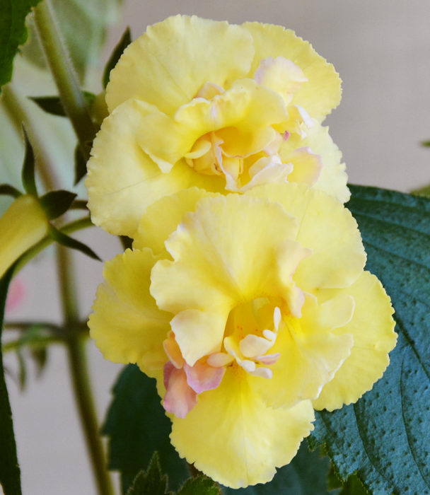Yellow English Roses